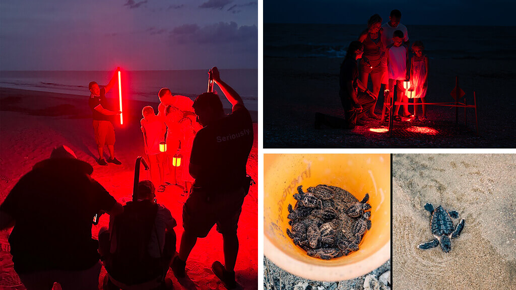 Capturing the loggerhead sea turtles required the crew to use red lights to avoid disturbing the nesting turtles. 