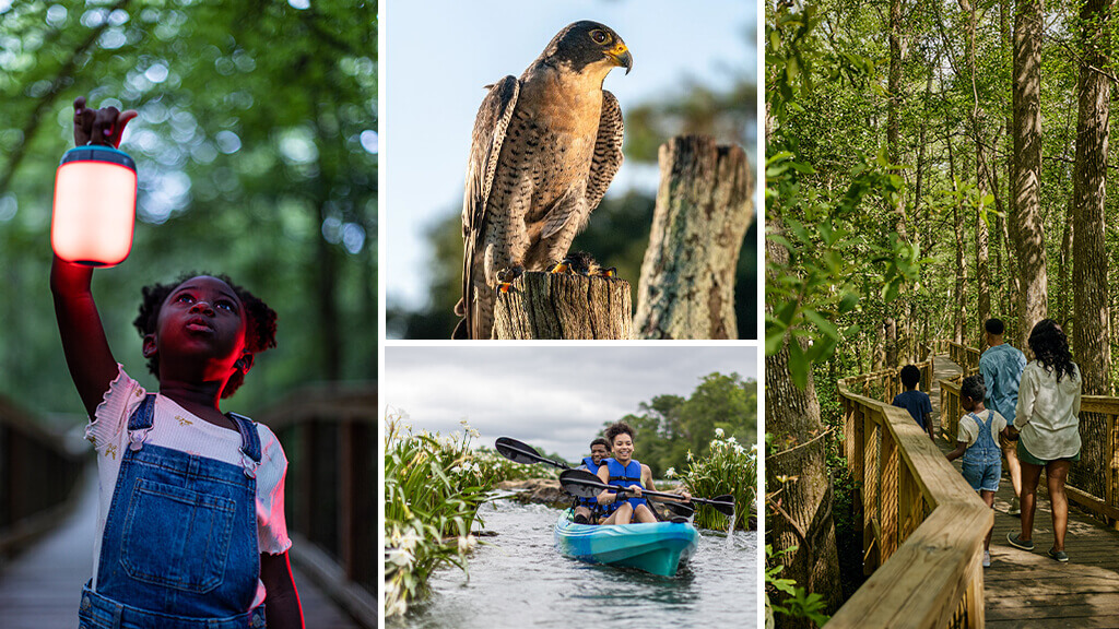 The Wild Wonders campaign highlights four captivating natural phenomena across South Carolina’s diverse landscapes.